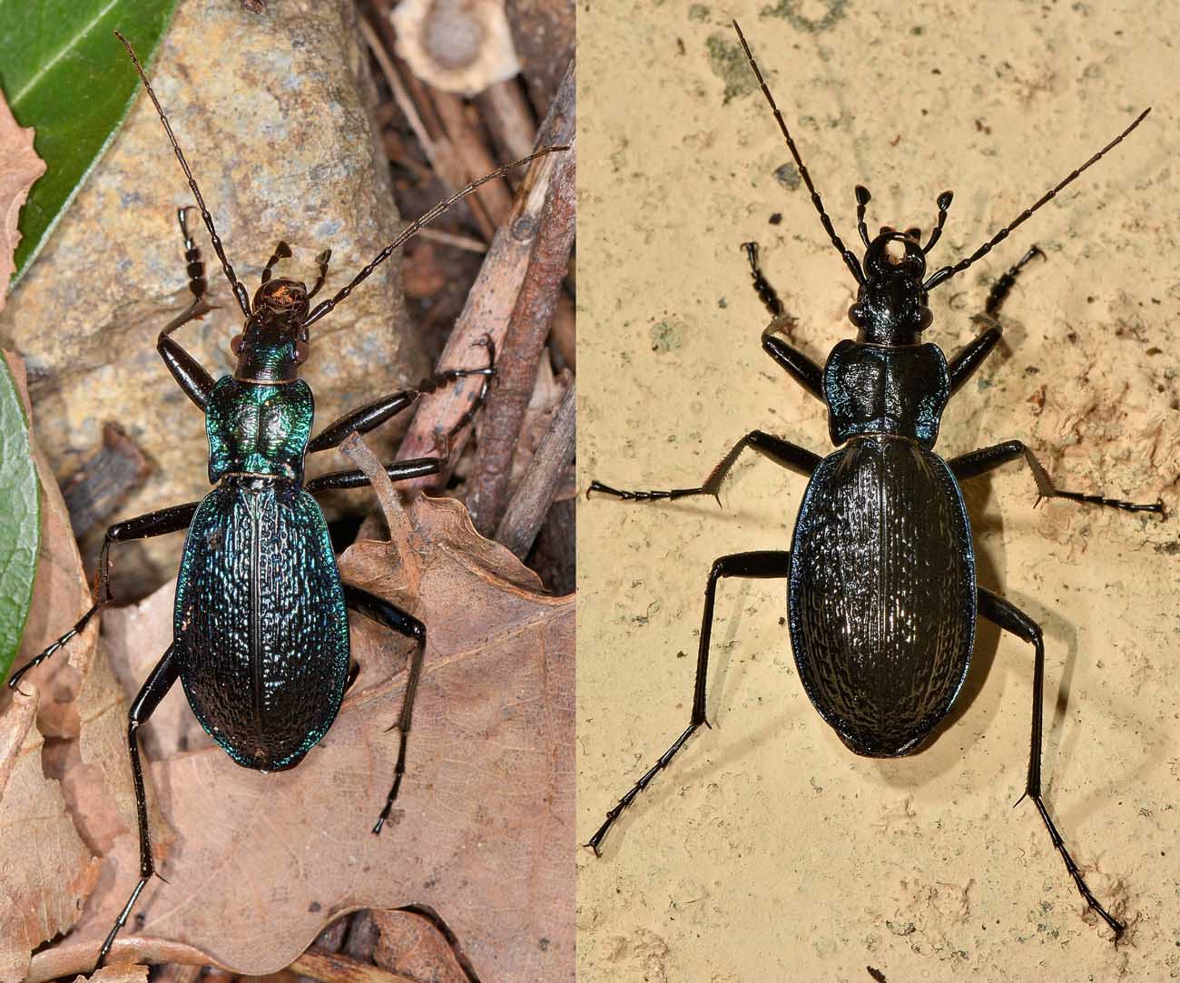 Carabidae: Carabus lefebvrei bayardi? S.